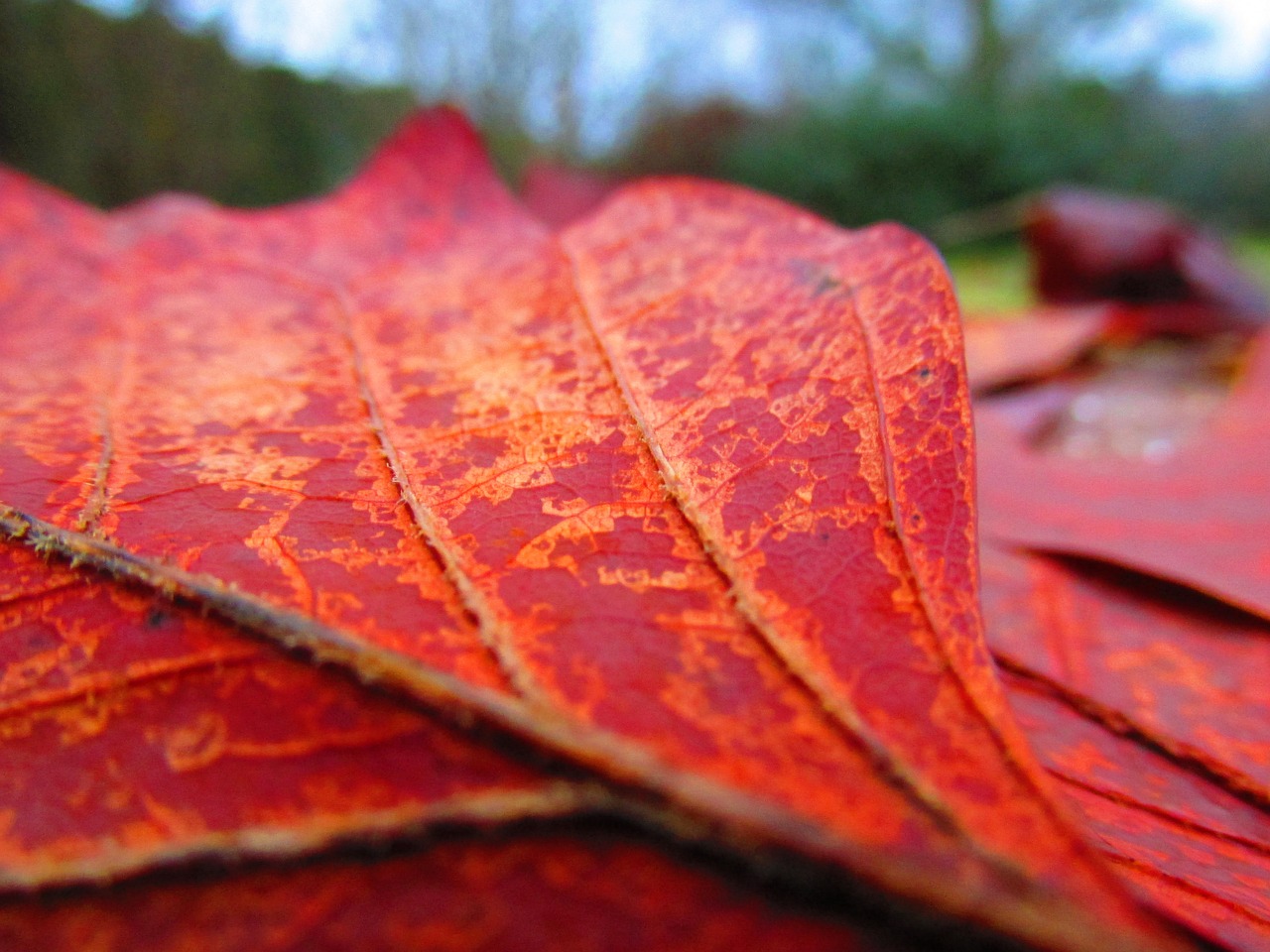 sheet autumn detail free photo