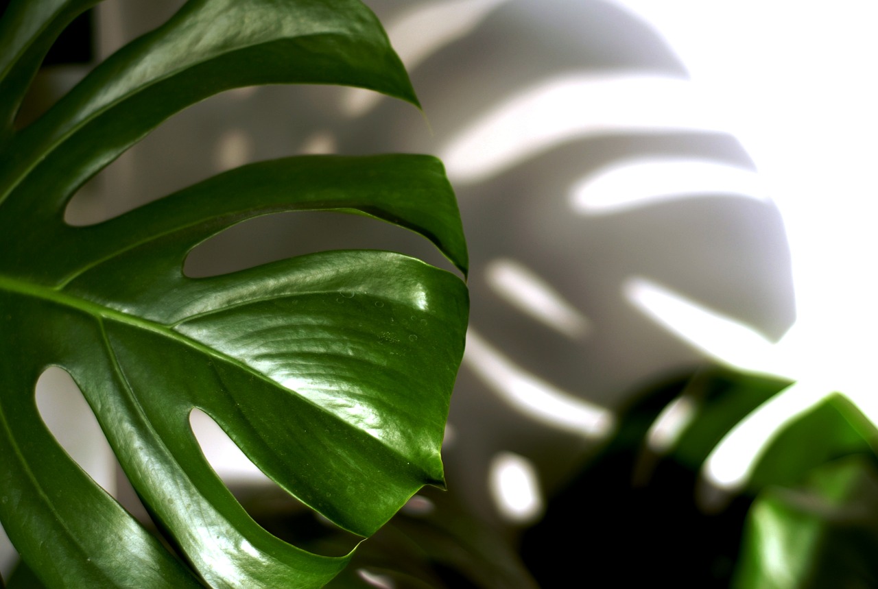 sheet plant philodendron free photo