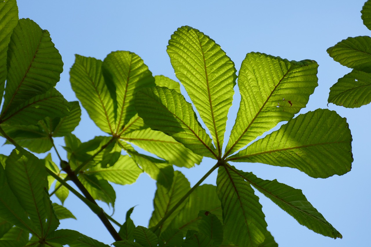 sheet plant flora free photo