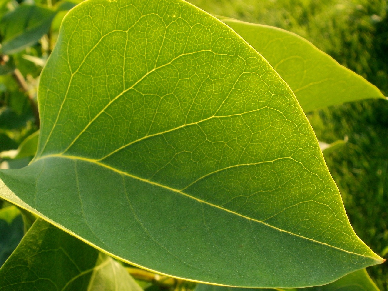 sheet greens closeup free photo