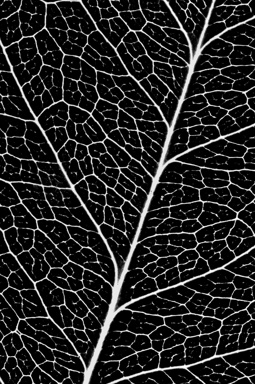 sheet veins pattern free photo