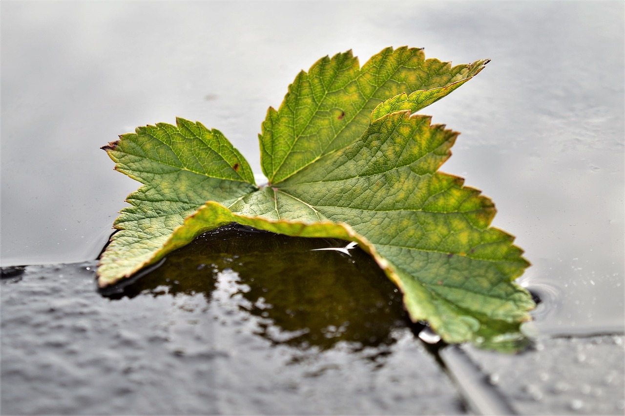 sheet currant autumn free photo