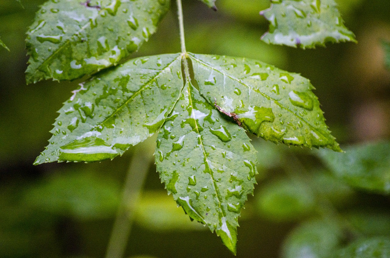 sheet nature leaves free photo