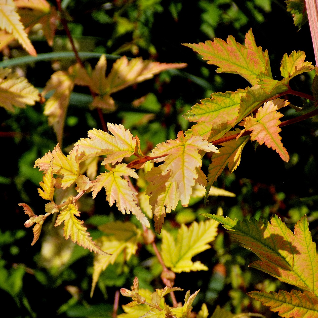 sheet nature outdoors free photo