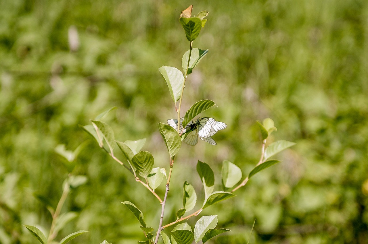 sheet plant nature free photo