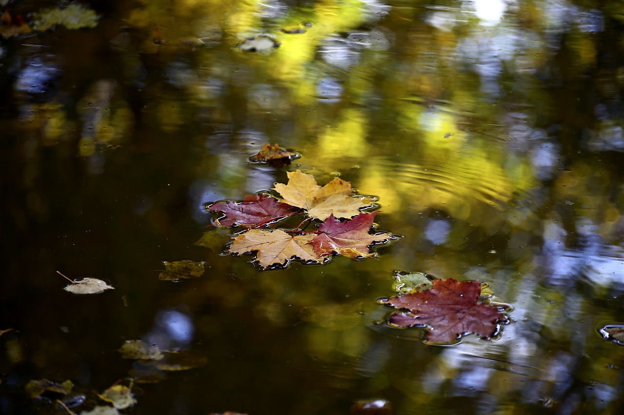 sheet nature autumn free photo