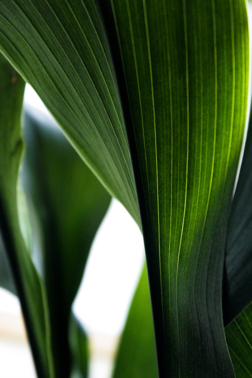 sheet plant shoots free photo