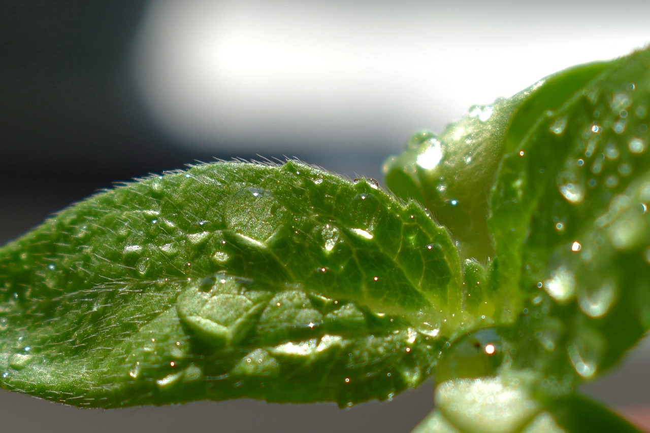 sheet  plant  macro free photo