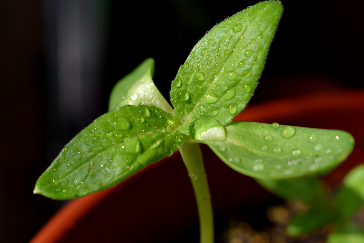 sheet  plant  macro free photo