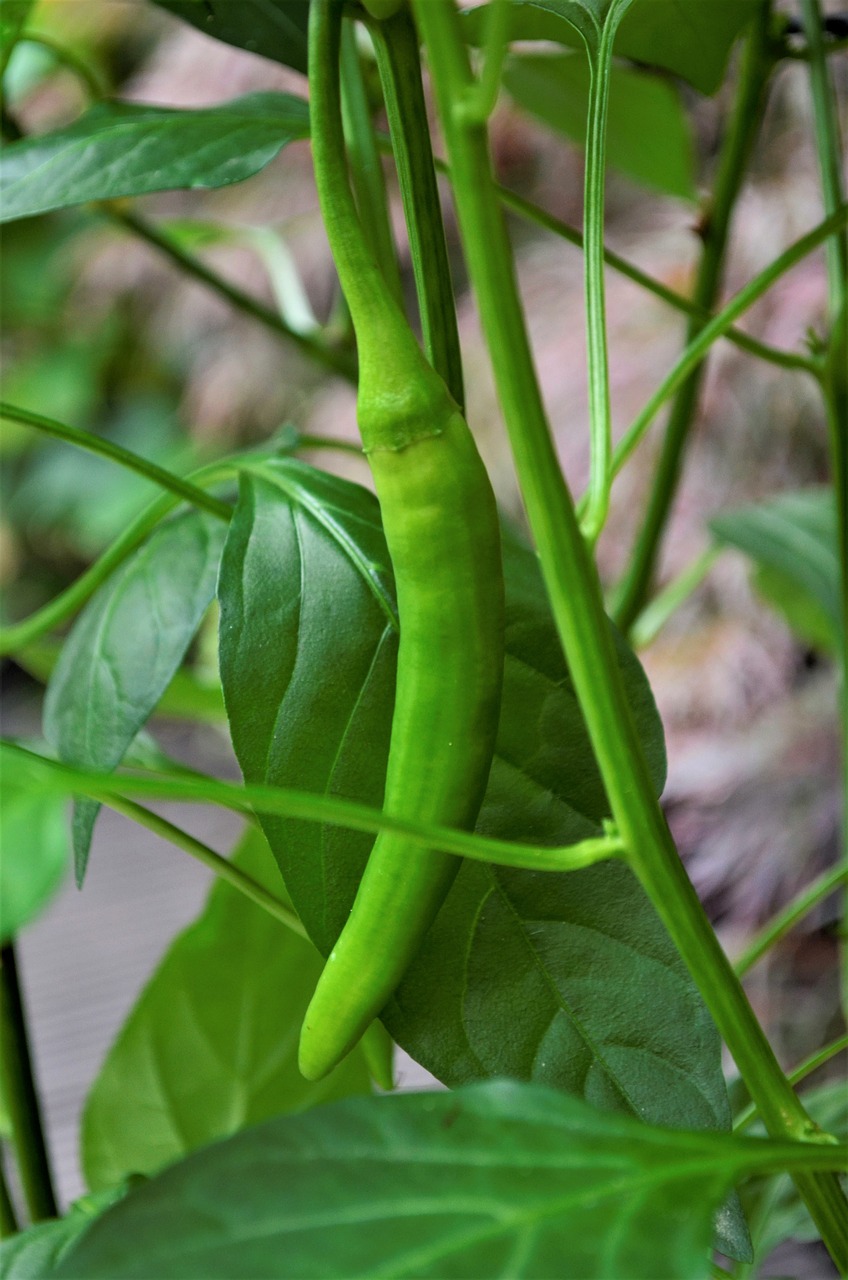 sheet  plant  food free photo