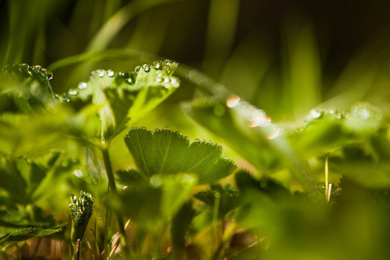 sheet  nature  plant free photo