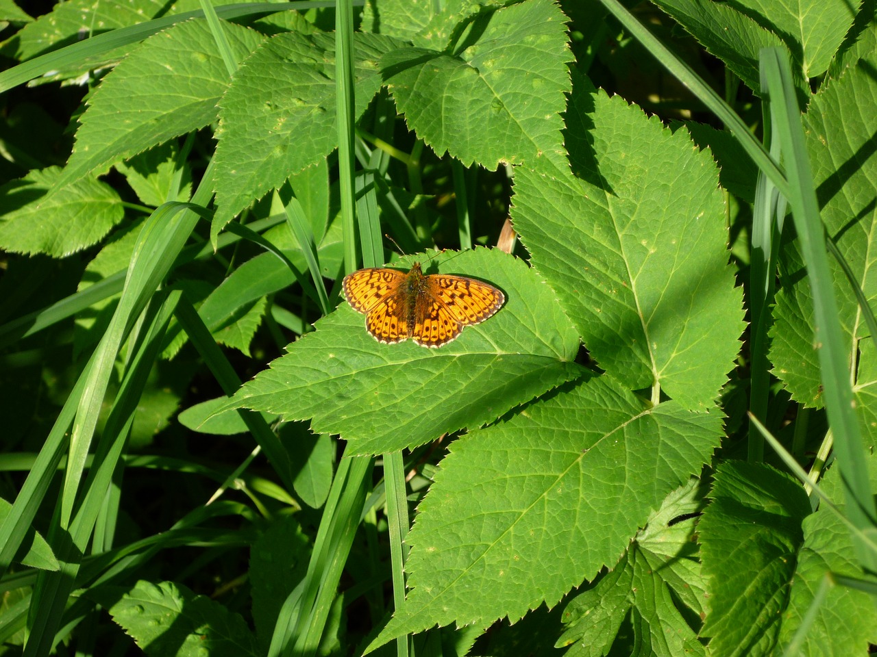 sheet  nature  plant free photo