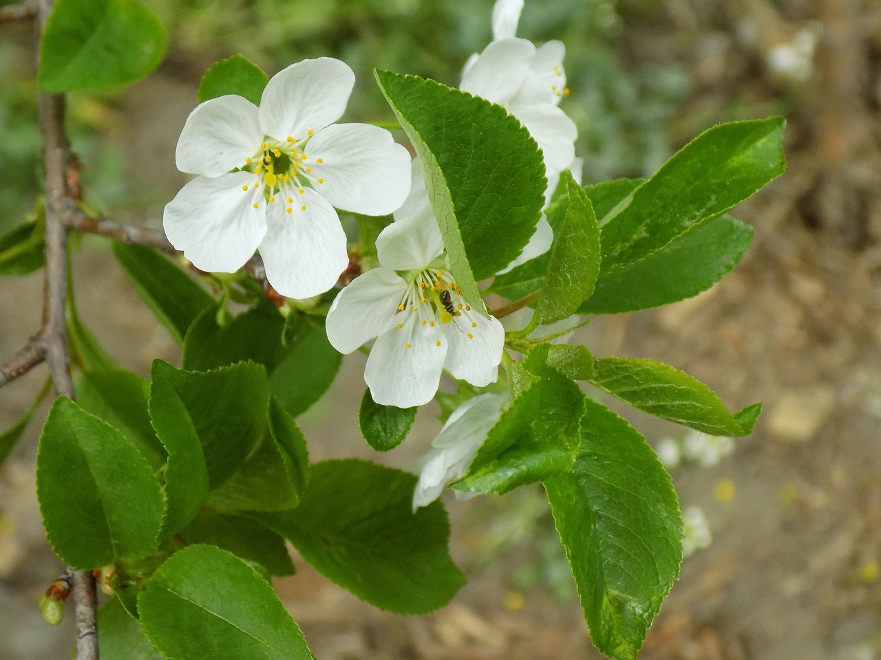 sheet  nature  flower free photo