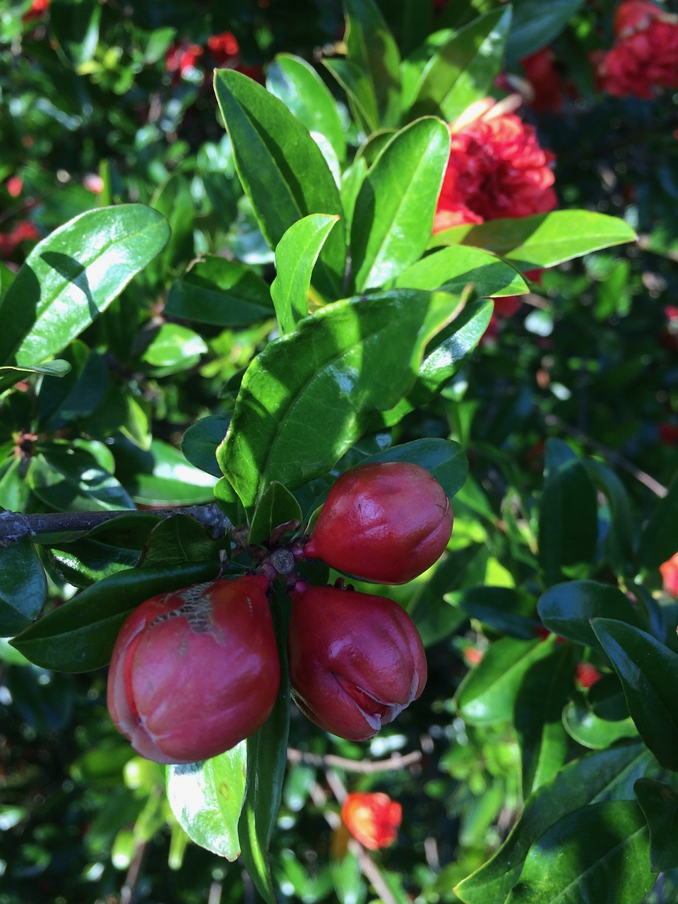 sheet  fruit  nature free photo