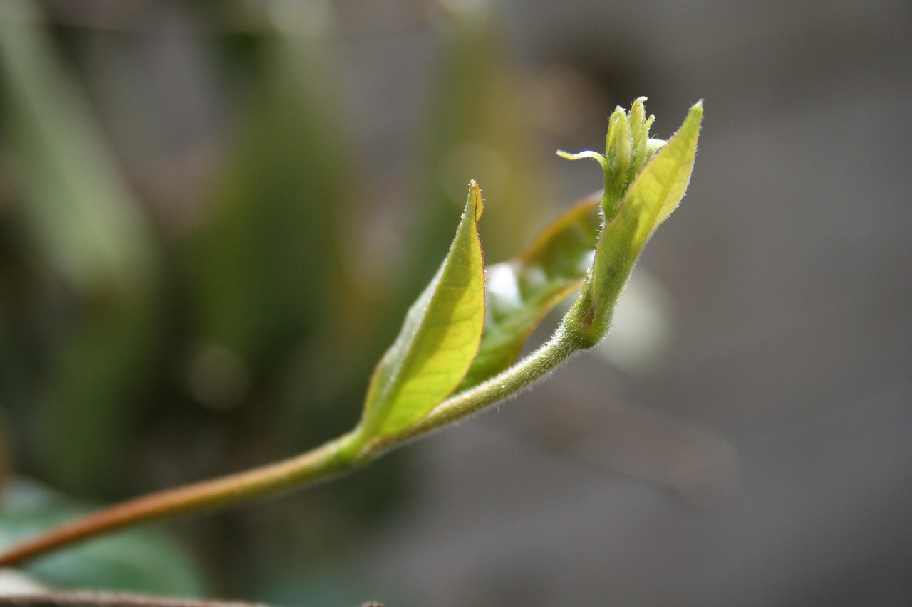 sheet  nature  plant free photo