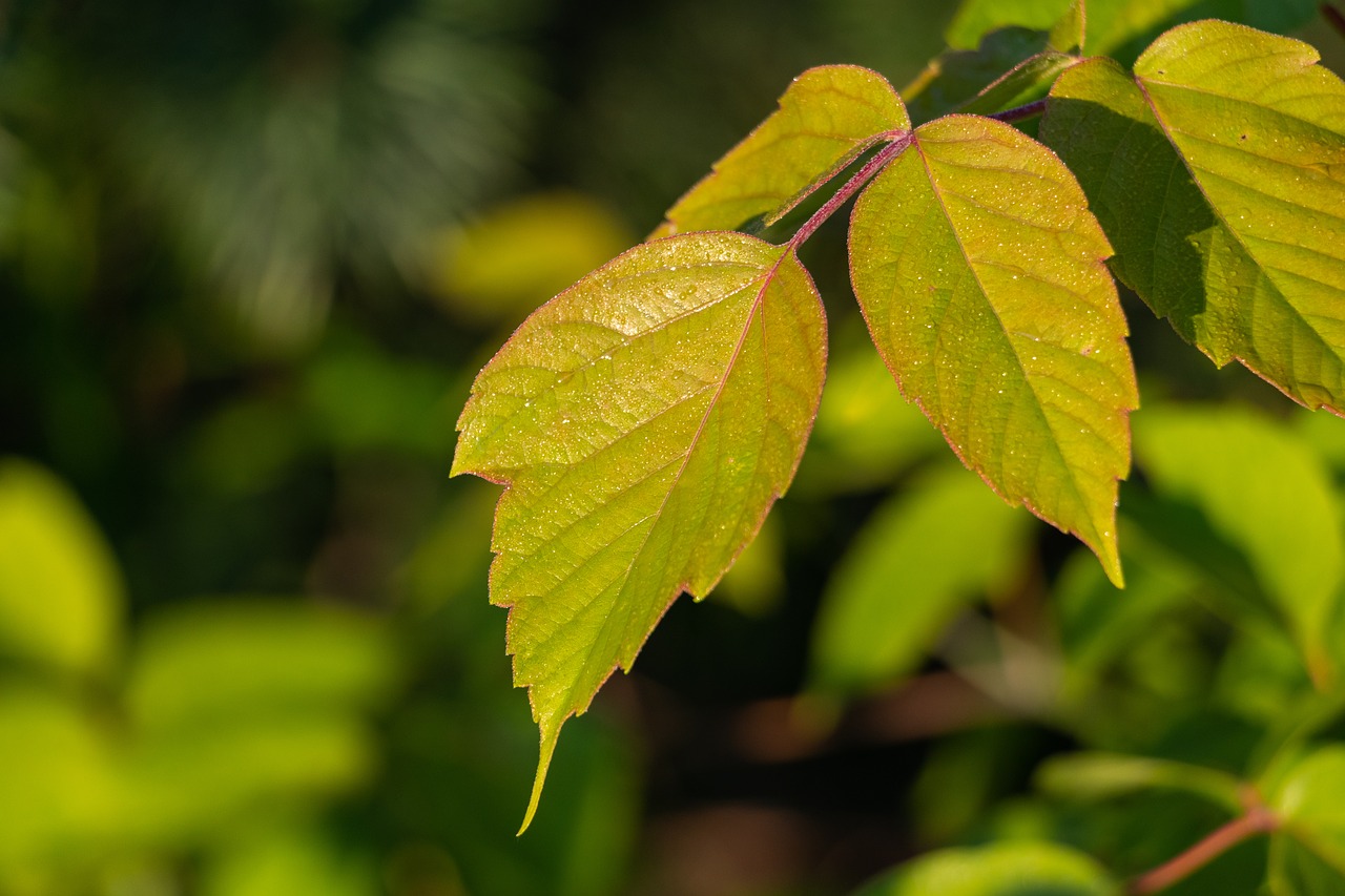 sheet  beauty  plant free photo