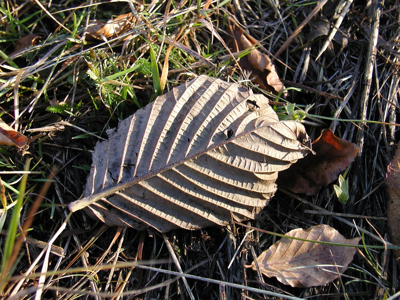 sheet forest autumn free photo