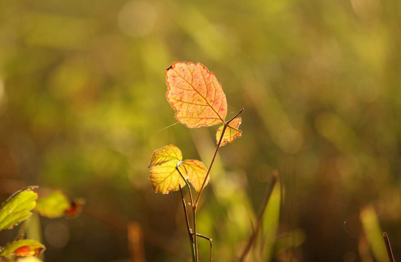 sheet  colors  autumn free photo