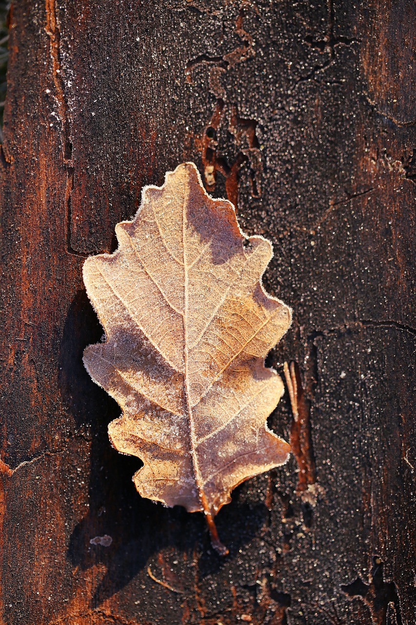 sheet  oak  autumn free photo