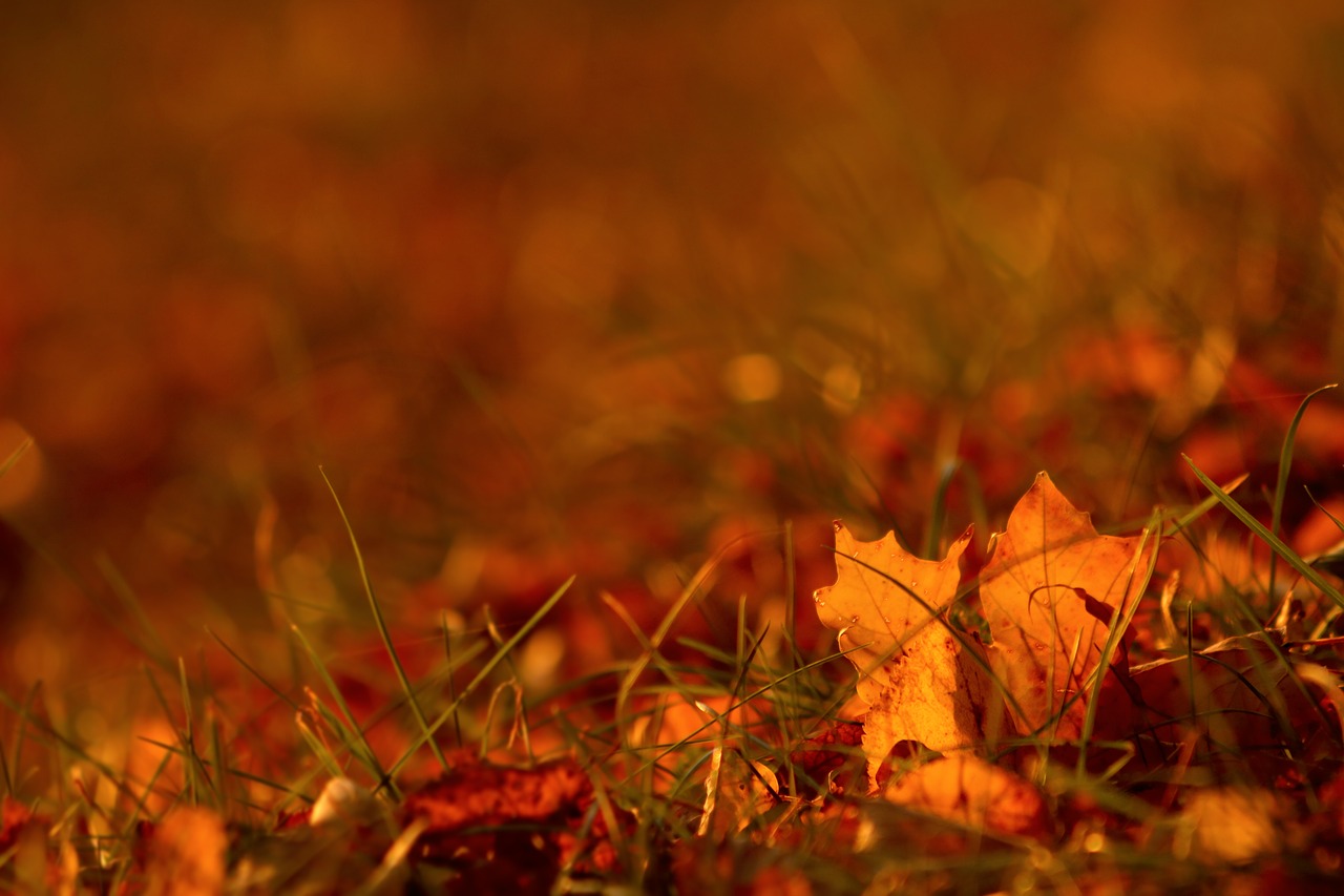 sheet  grass  nature free photo