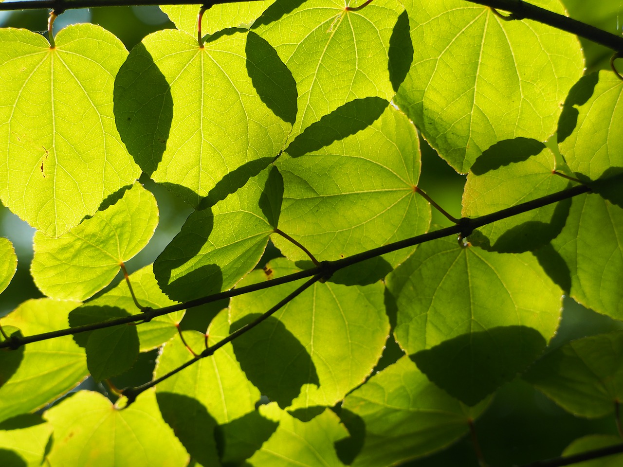 sheet  tree  green free photo