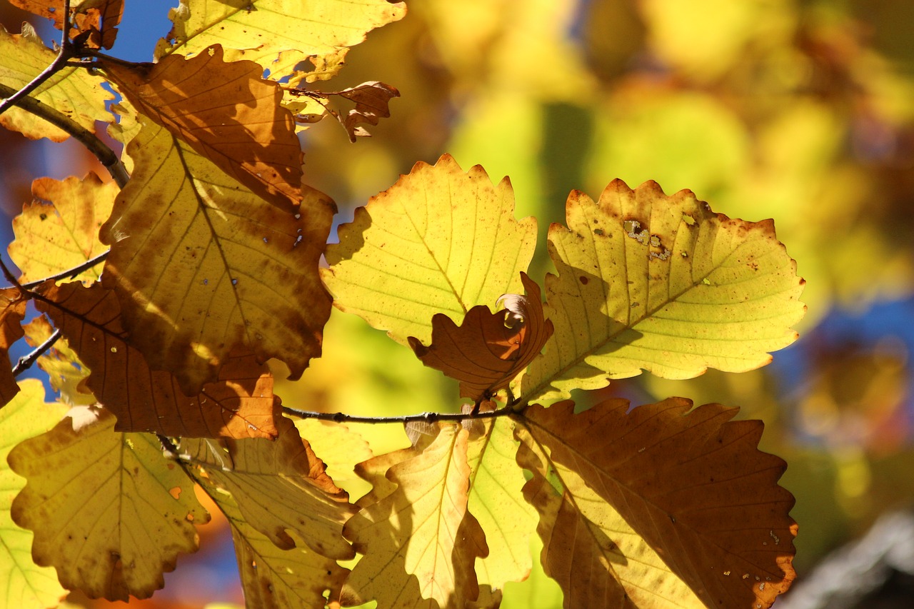 sheet  yellow leaves  autumn free photo