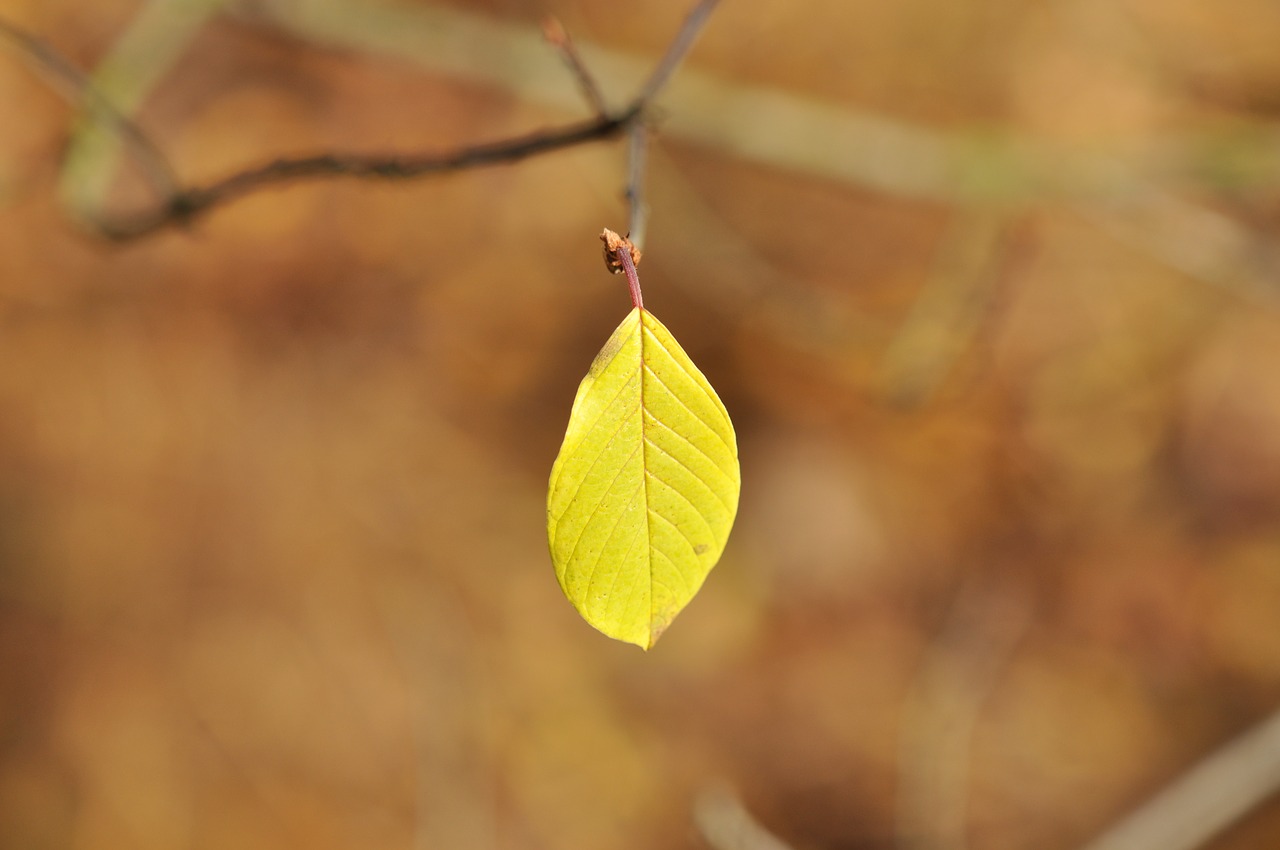 sheet  leaves  autumn free photo