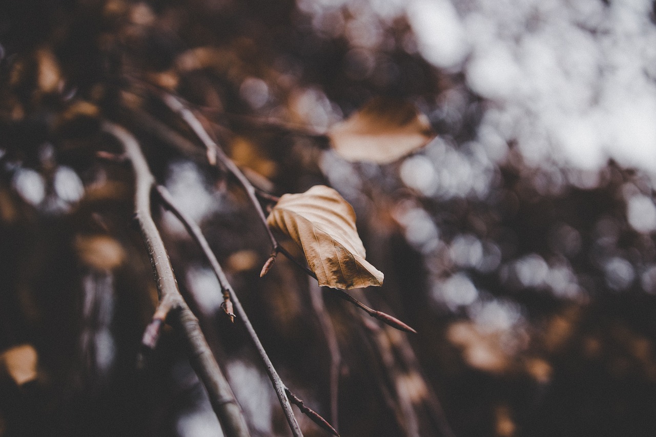 sheet  autumn  tree free photo