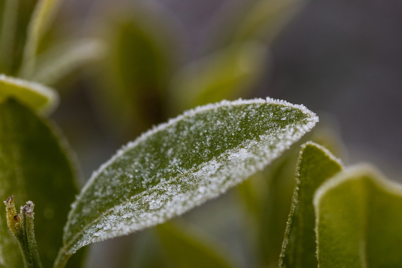 sheet  green  freezing free photo