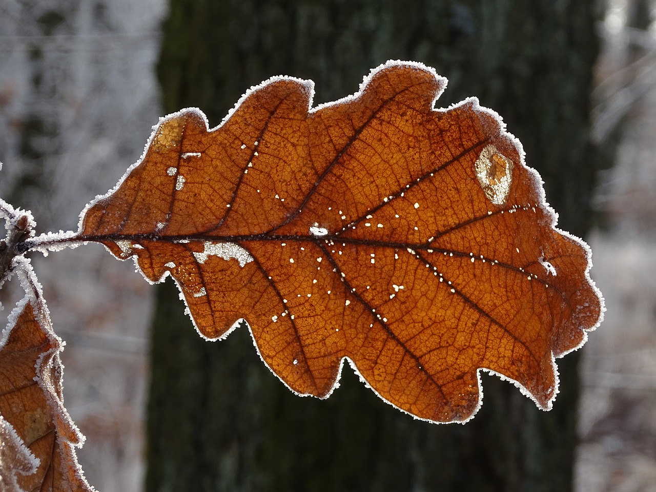 sheet  macro  icing free photo