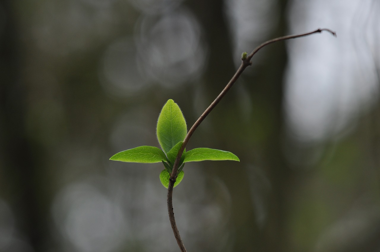 sheet  leaves  nature free photo