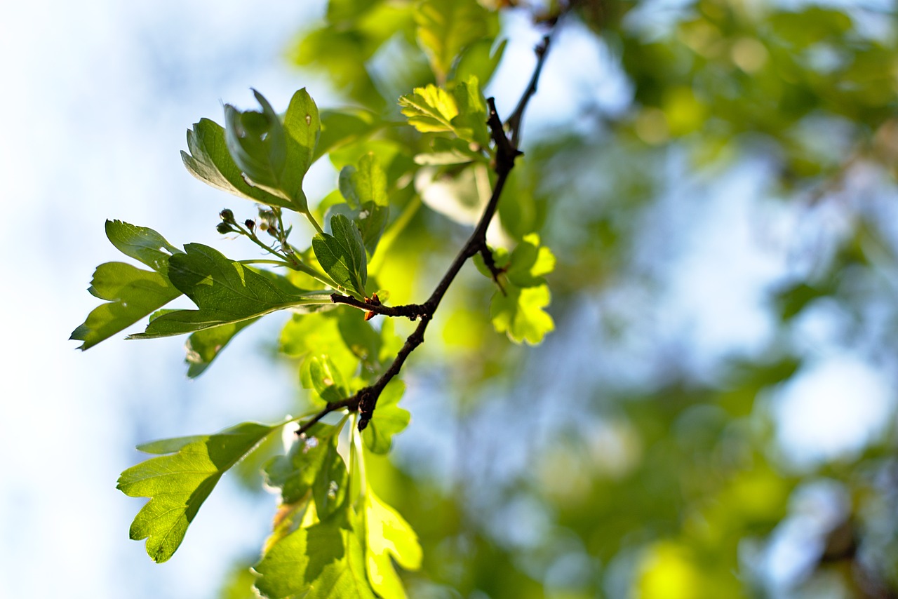 sheet  spring  foliage free photo