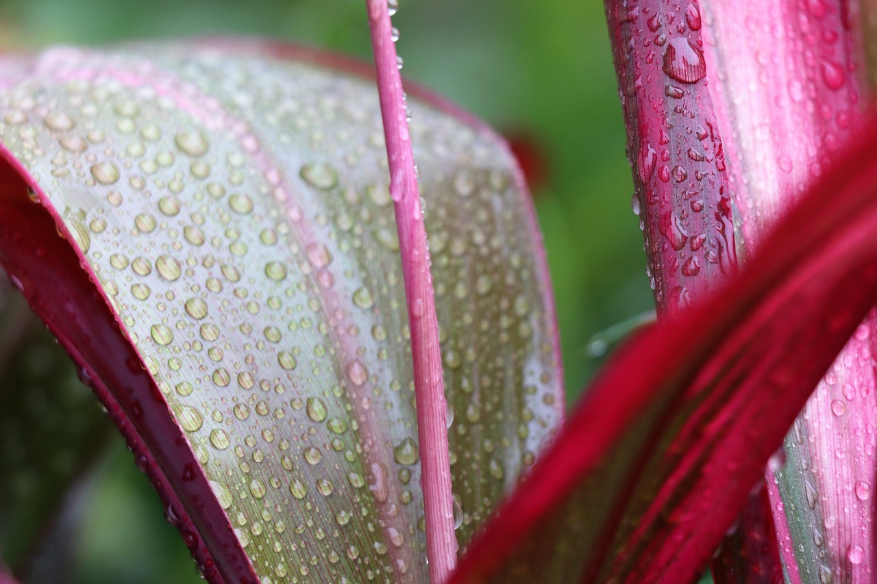 sheet  flower  drops free photo