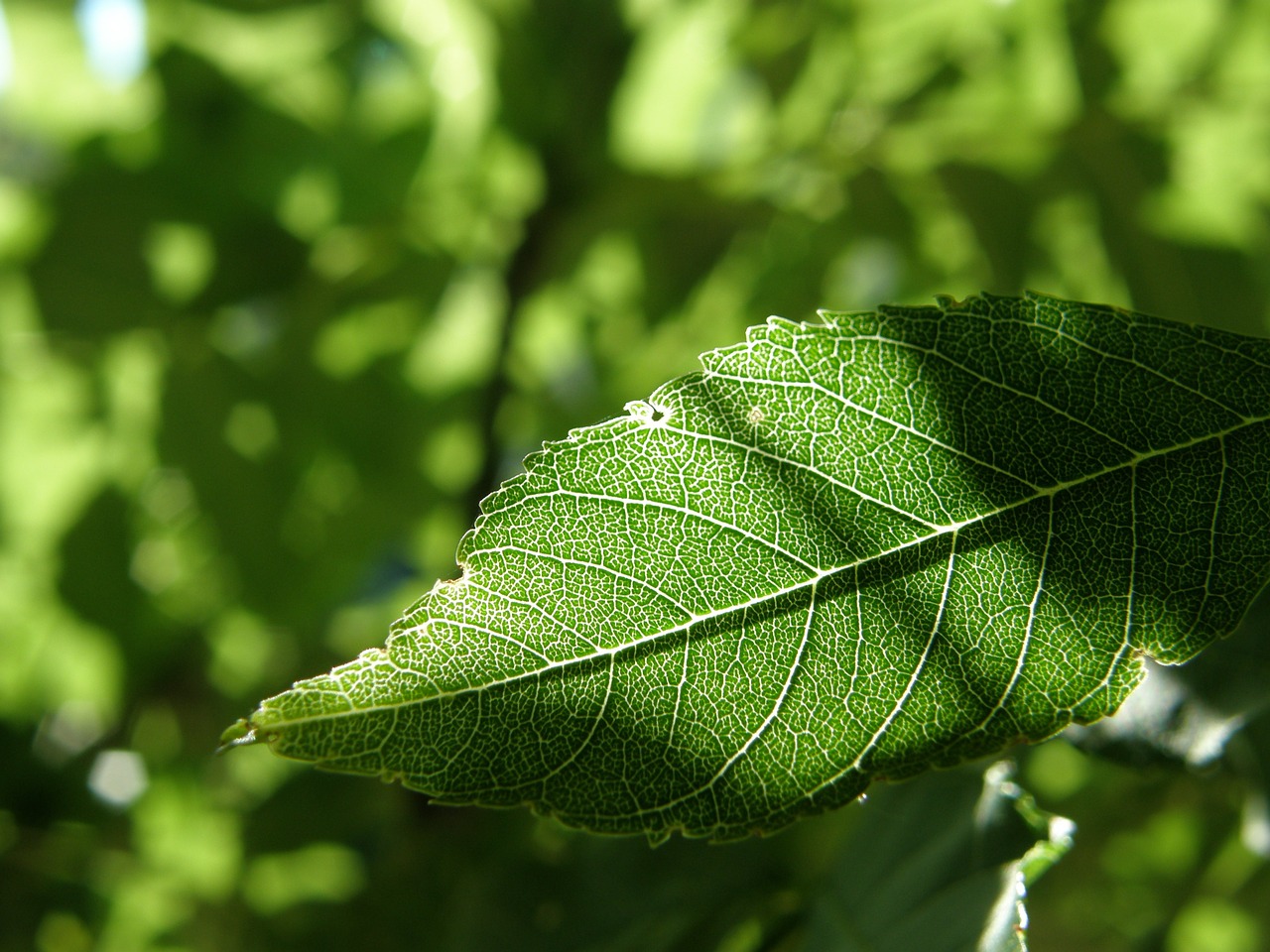 sheet sunny green free photo