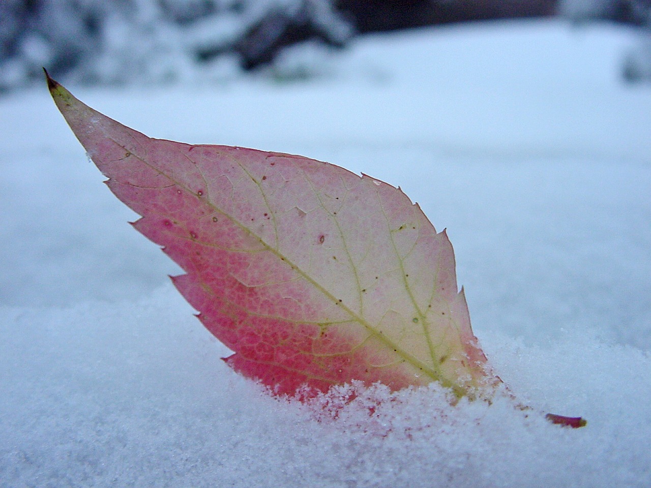 sheet snow autumn free photo