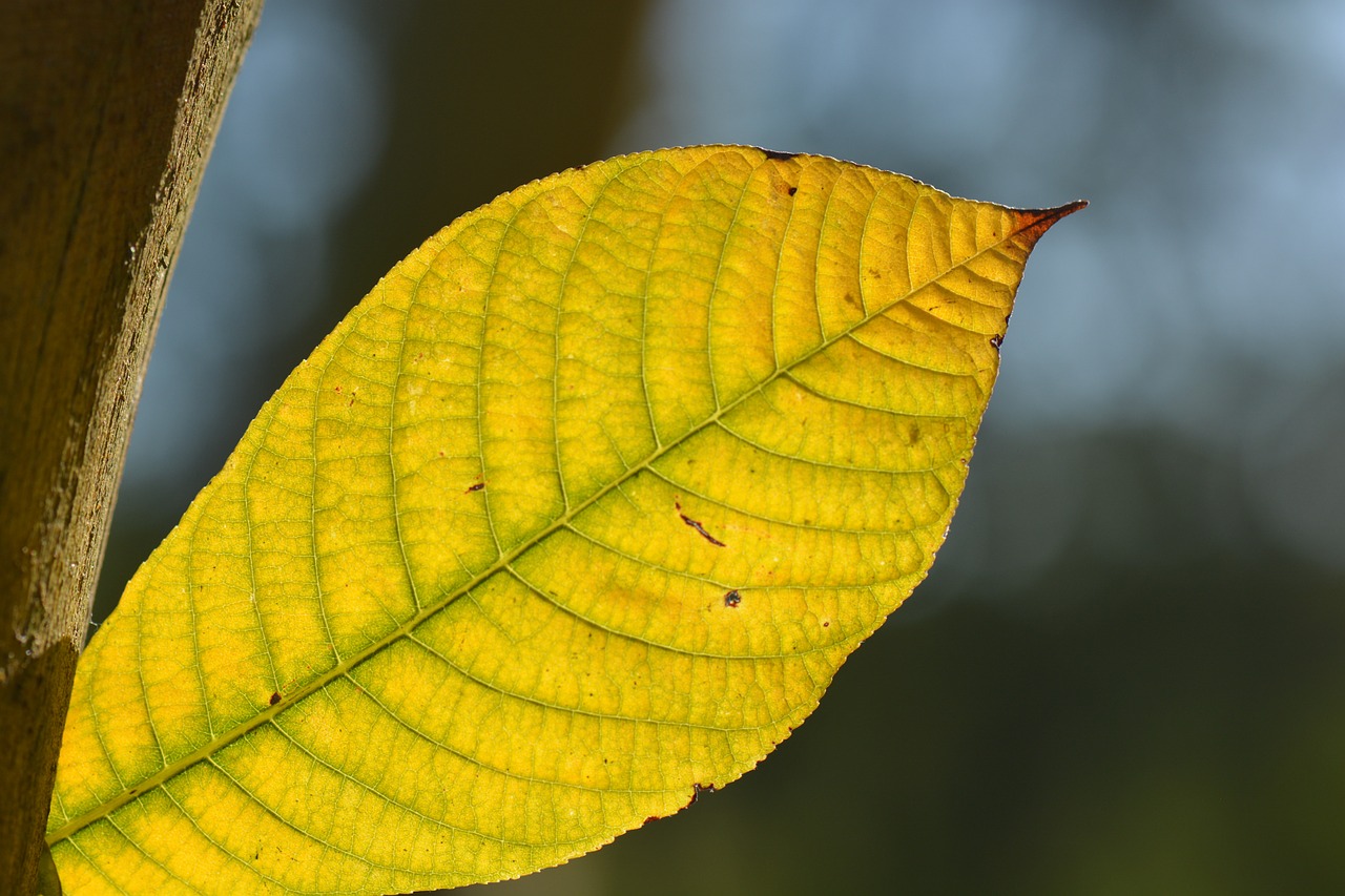 sheet veins autumn free photo