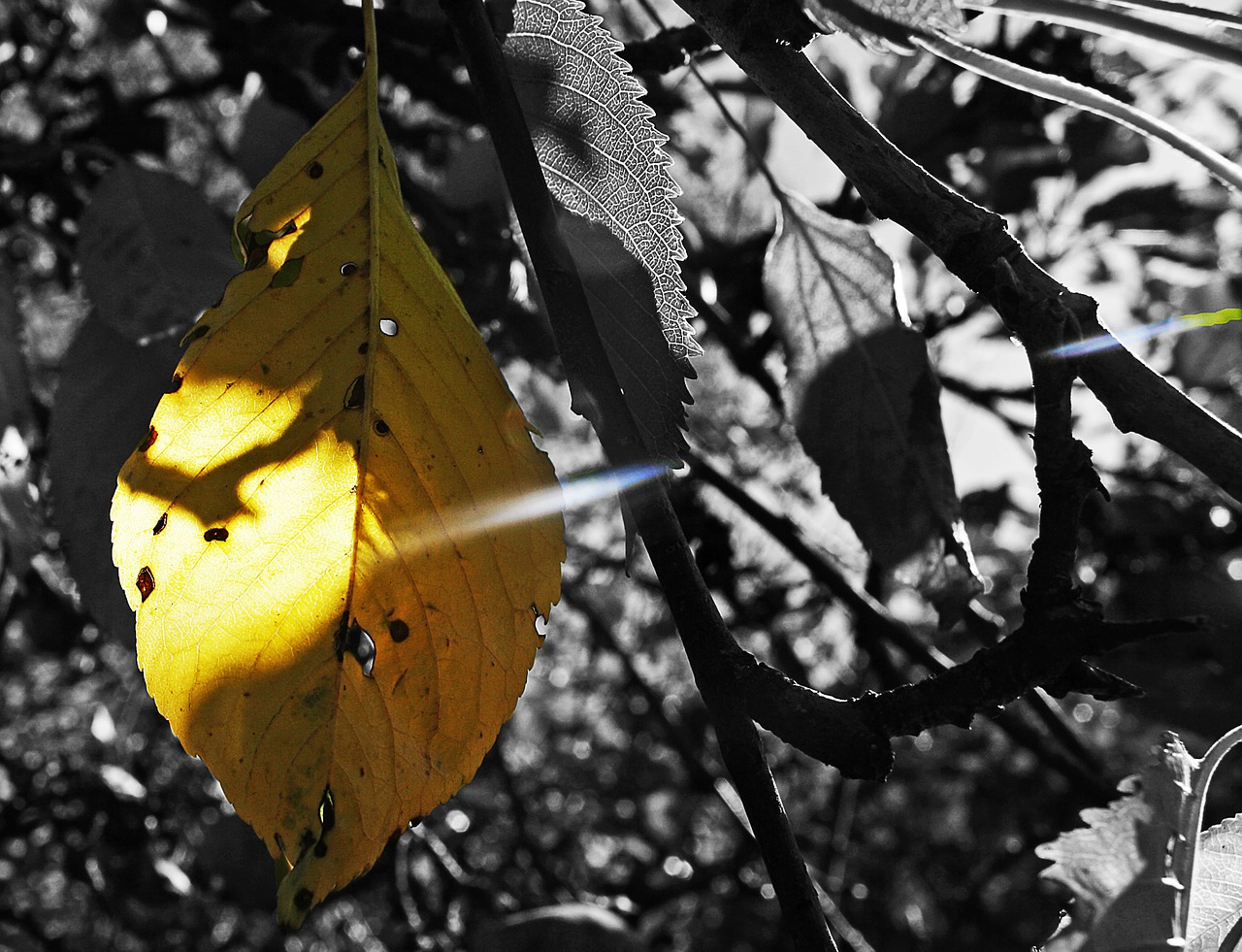 sheet foliage autumn free photo