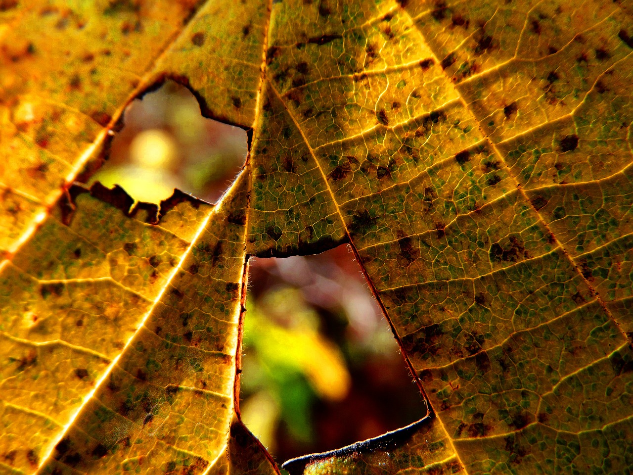 sheet hole autumn free photo