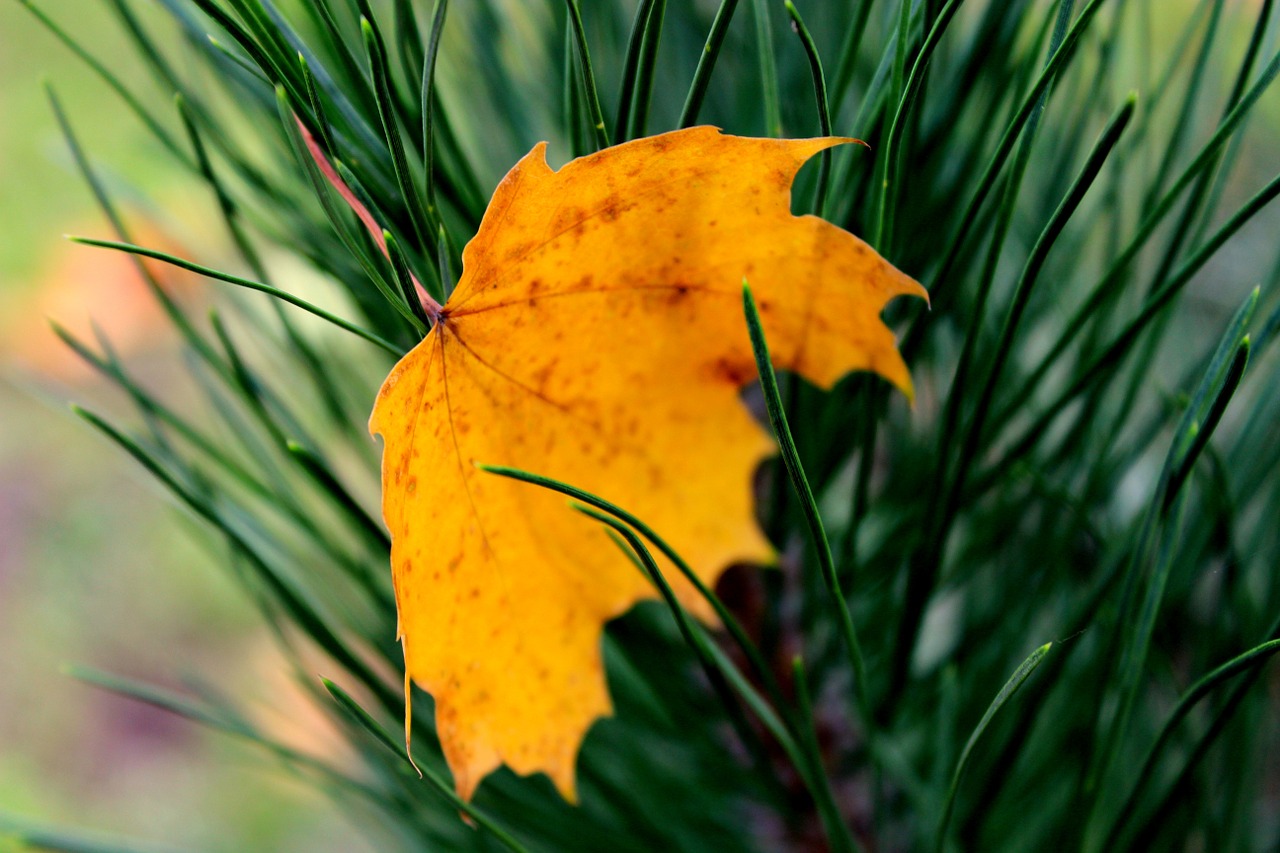 sheet needles yellow free photo