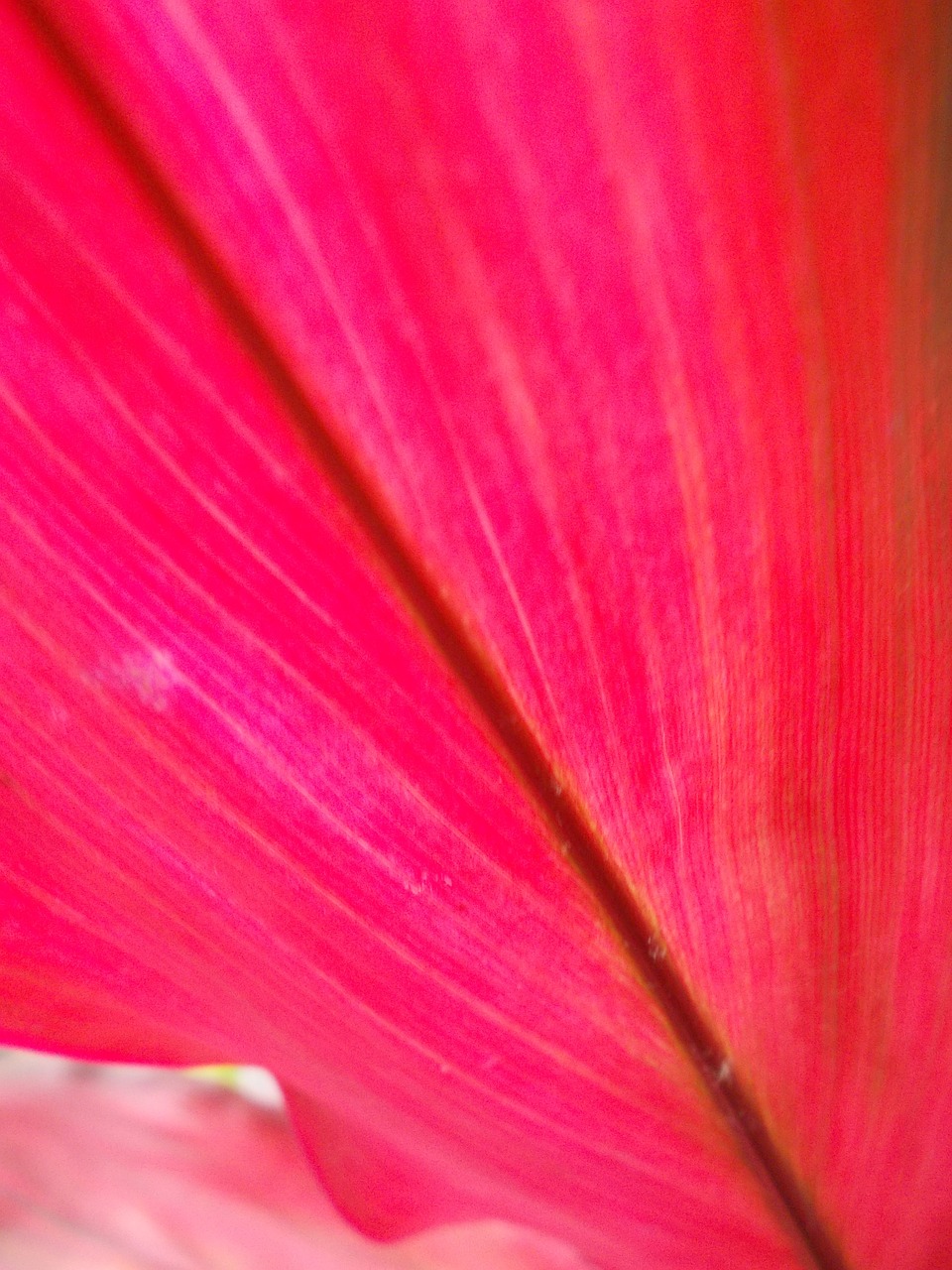 Sheet,pink,veins,nature,free pictures - free image from needpix.com