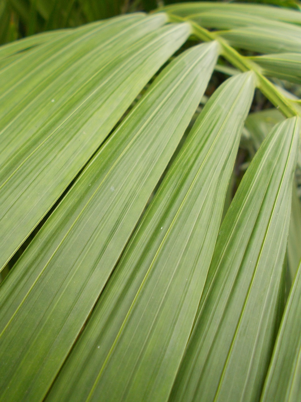 sheet green stripes free photo