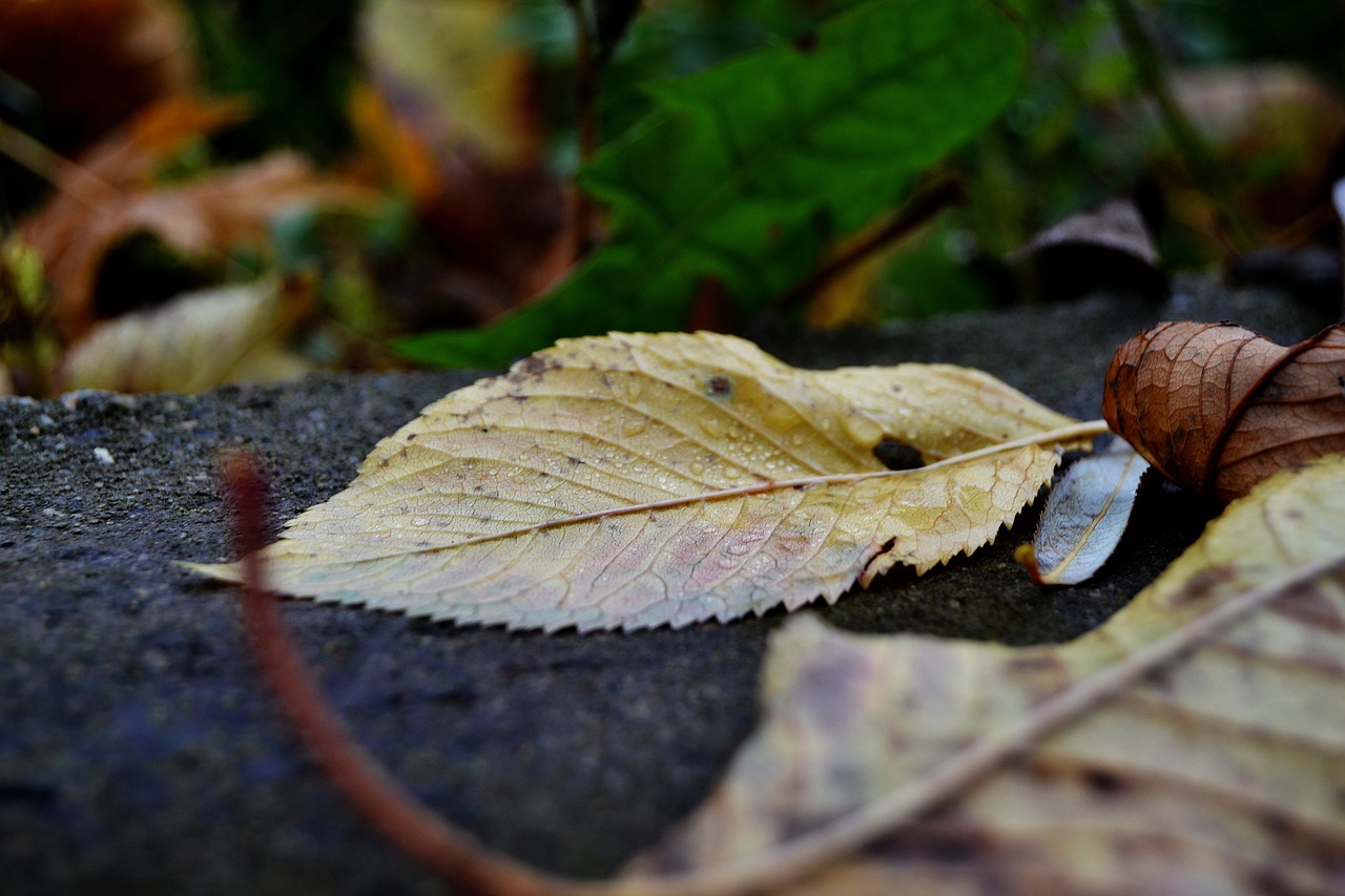 sheet autumn macro free photo