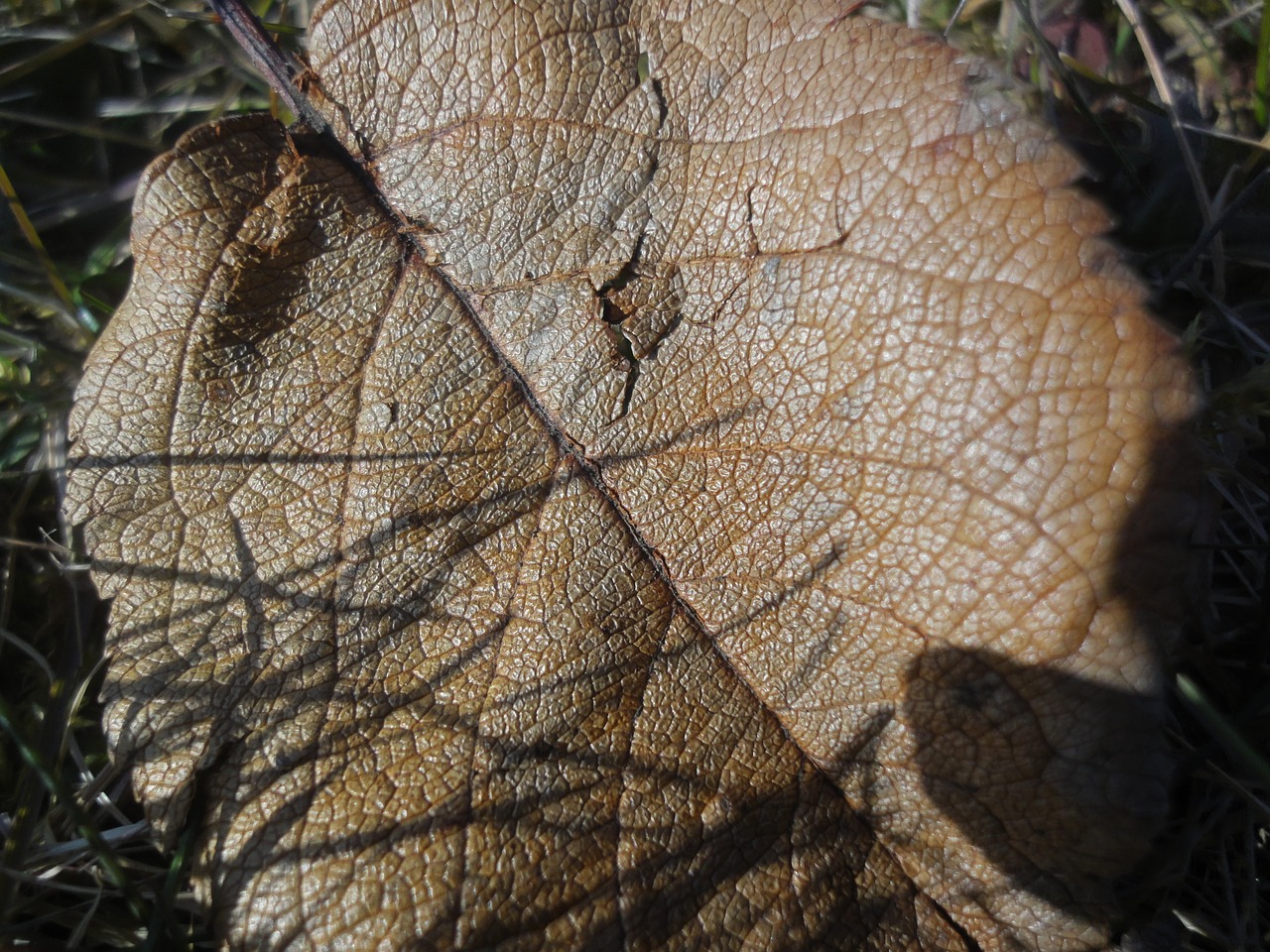 sheet autumn brown free photo