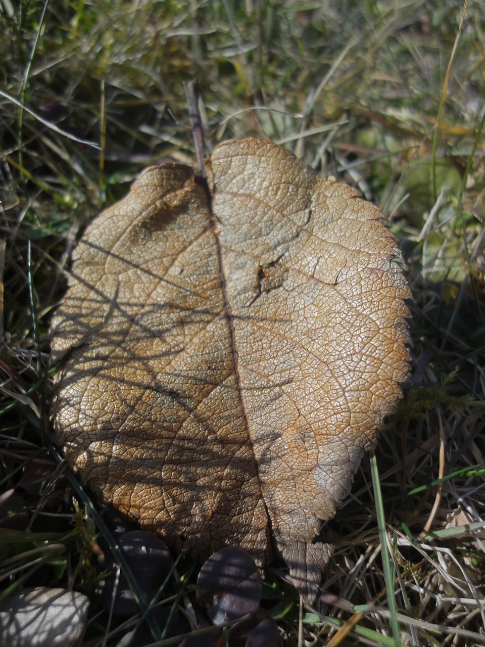 sheet grass autumn free photo