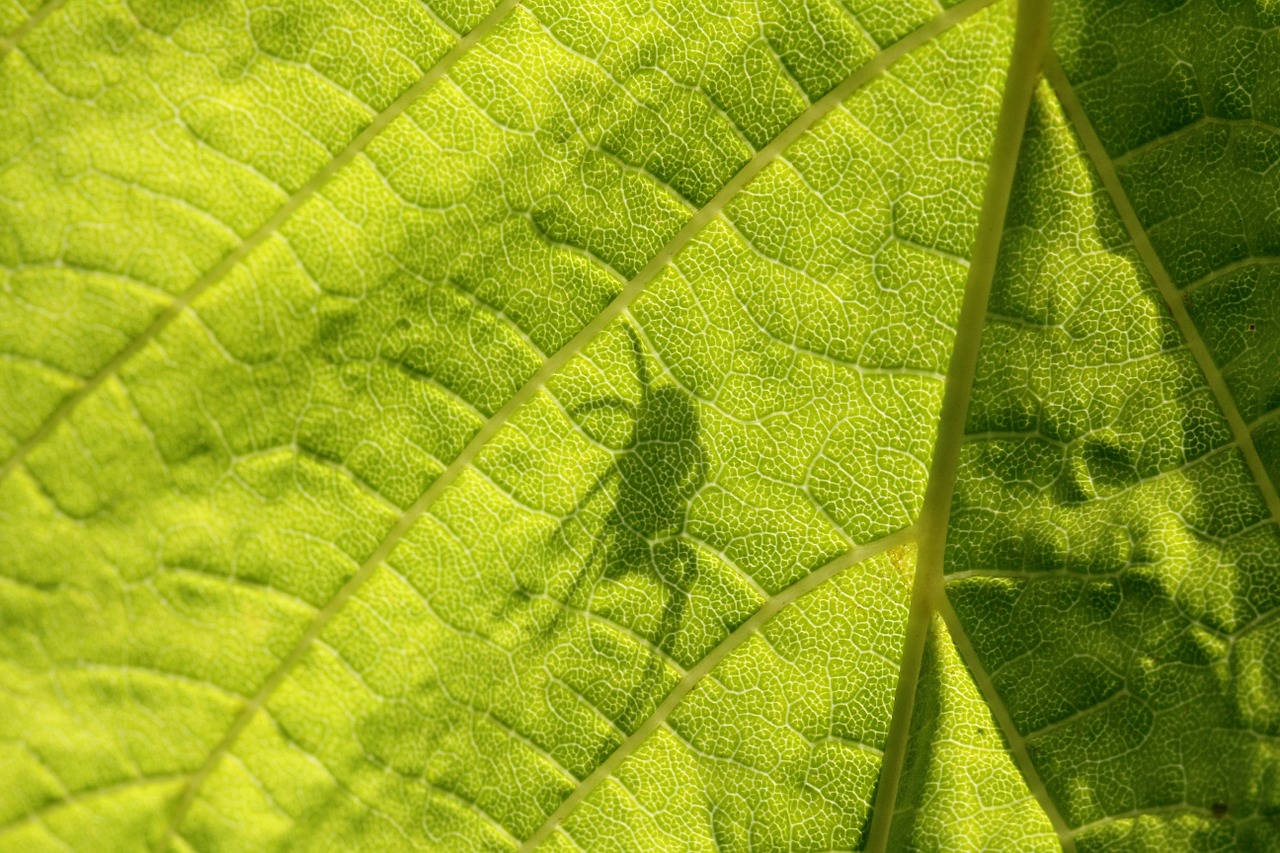 sheet green shadow free photo