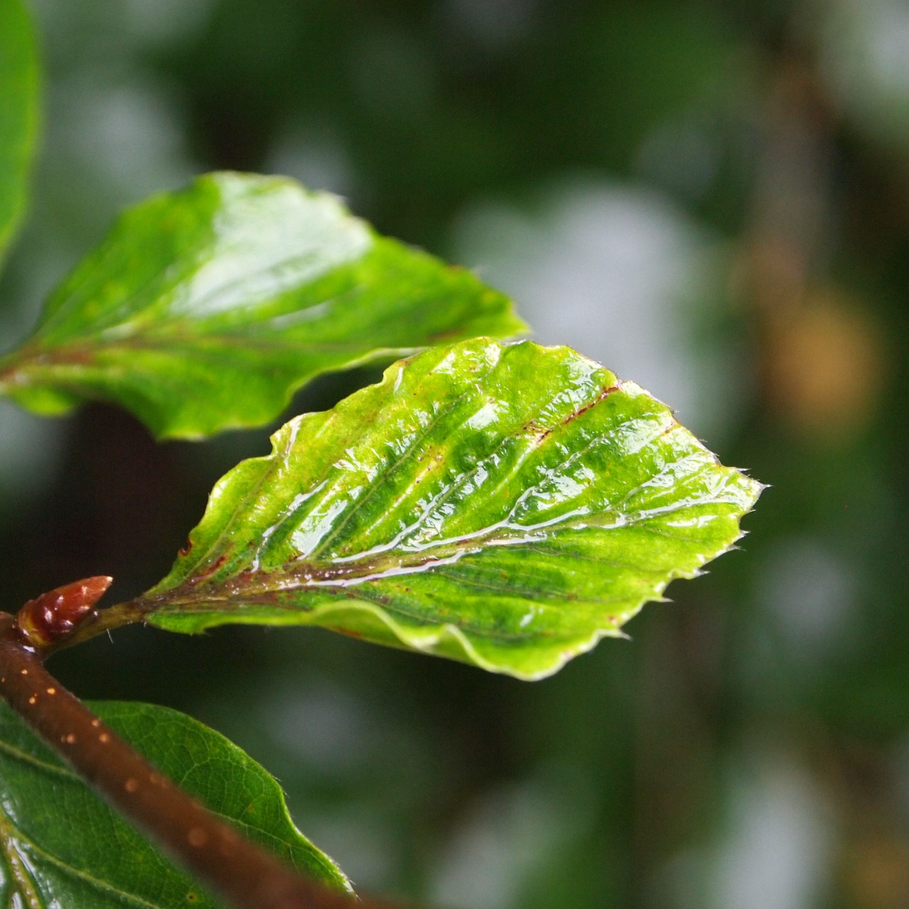 sheet rain tree free photo