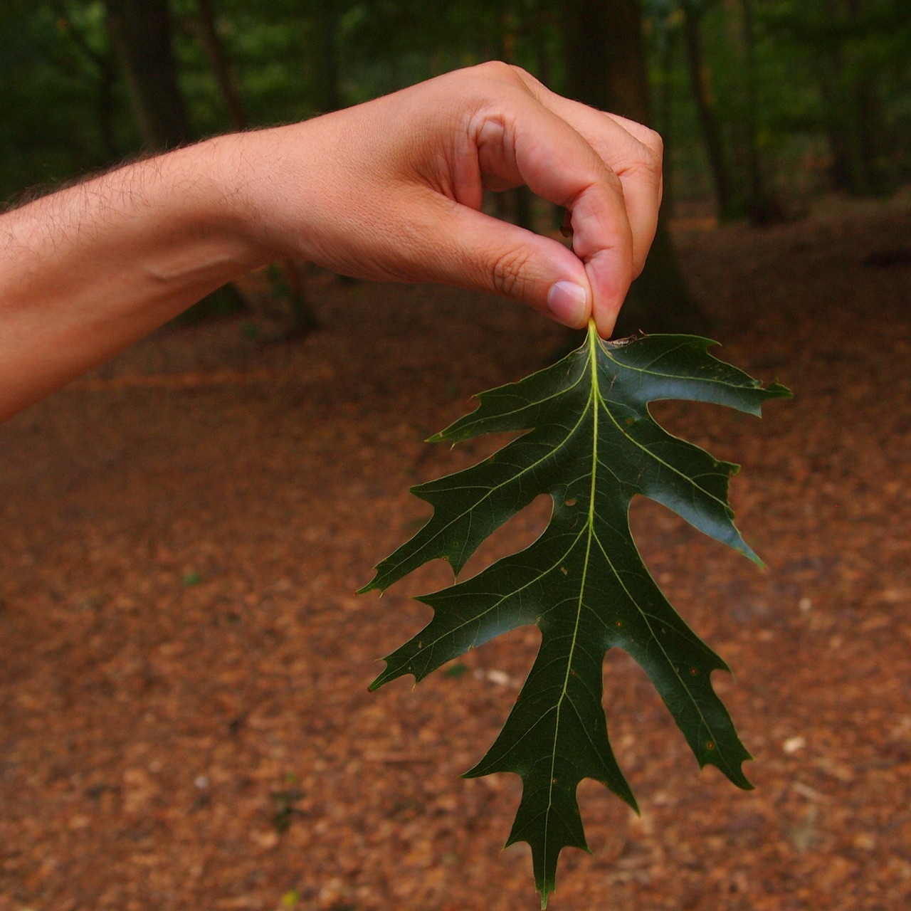 sheet hand green free photo