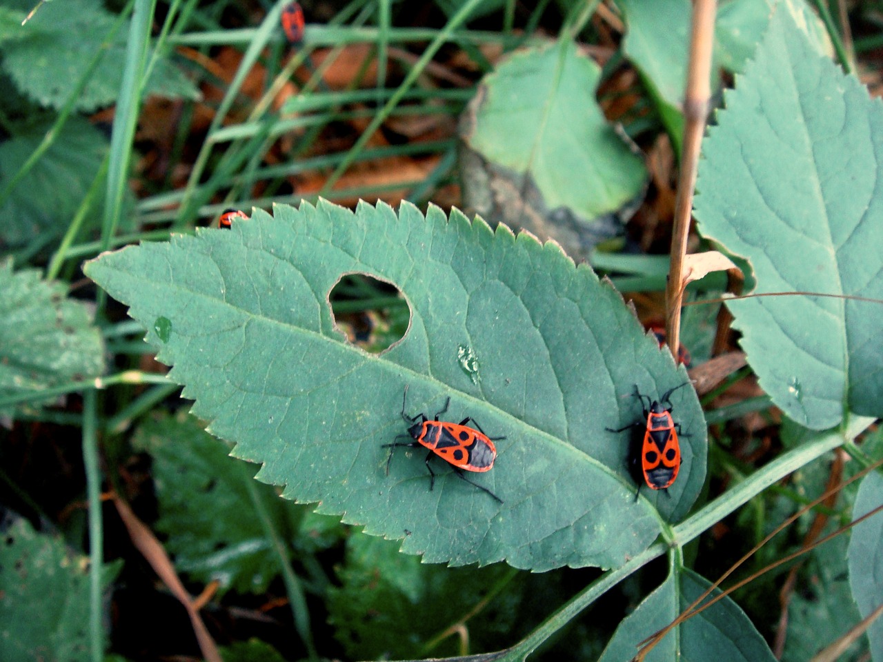 sheet insects red free photo