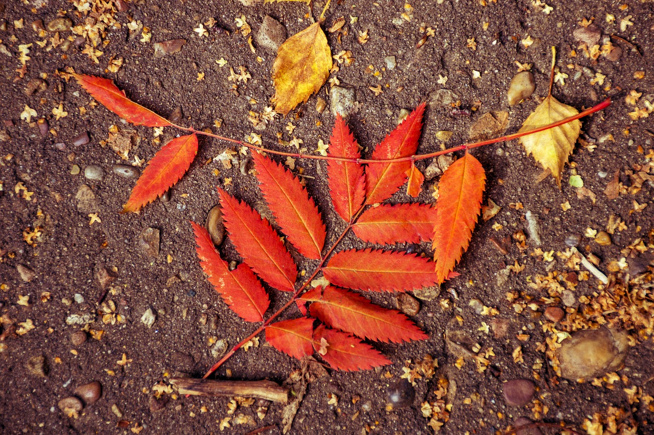 autumn listopad leaves free photo