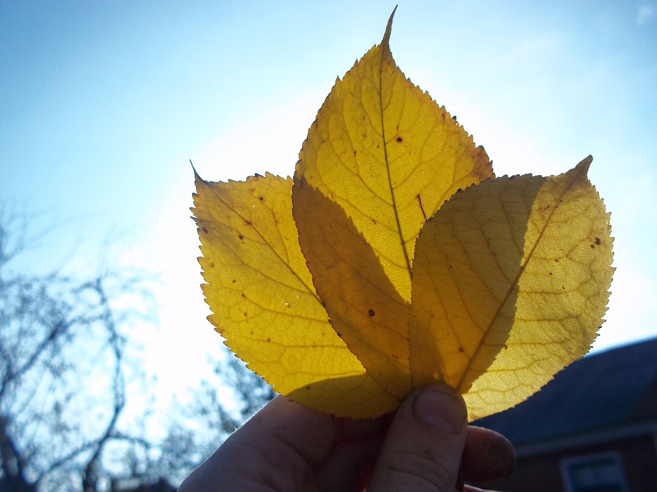 sheet autumn oak leaf free photo